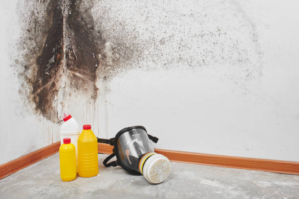 Best Emergency Mold Remediation in Robertsville, NJ