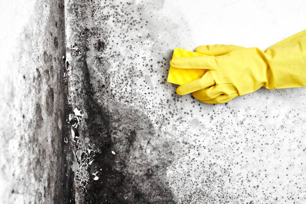 Reliable Robertsville, NJ Mold Remediation Solutions