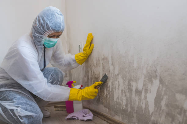 Best Post-Flood Mold Remediation in Robertsville, NJ