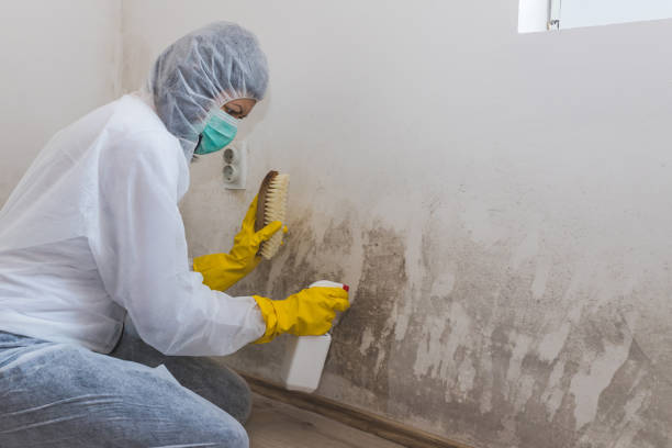 Best Kitchen Mold Remediation in Robertsville, NJ