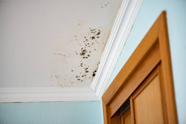  Robertsville, NJ Mold Removal Pros