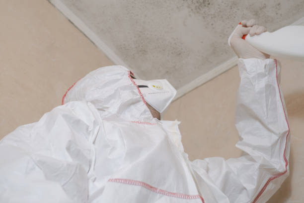 Best Residential Mold Remediation in Robertsville, NJ