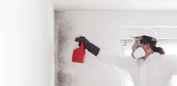Best White Mold Remediation in Robertsville, NJ
