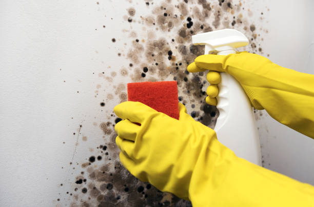 Best Residential Mold Remediation in Robertsville, NJ