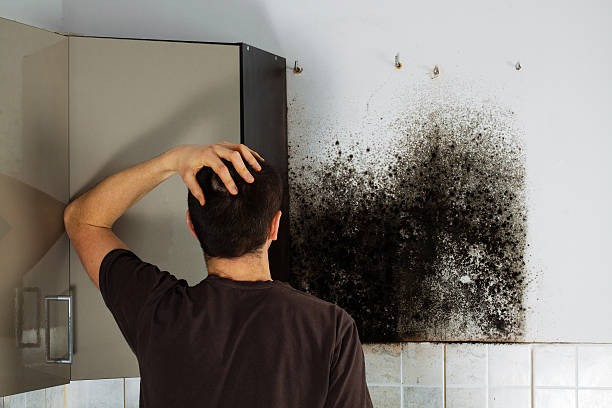 Best Bathroom Mold Remediation in Robertsville, NJ