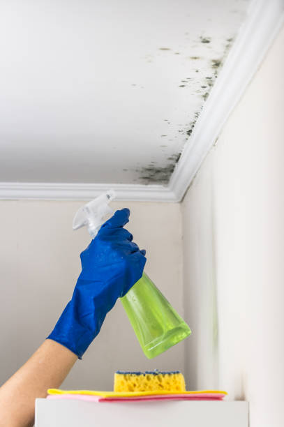 Best Attic Mold Remediation in Robertsville, NJ